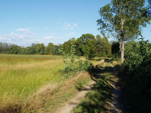 Bussero, percorso agricolo con fascia di vegetazione